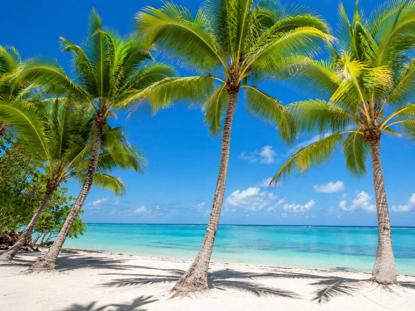 palmeras-playa-bavaro-republica-dominicana.webp